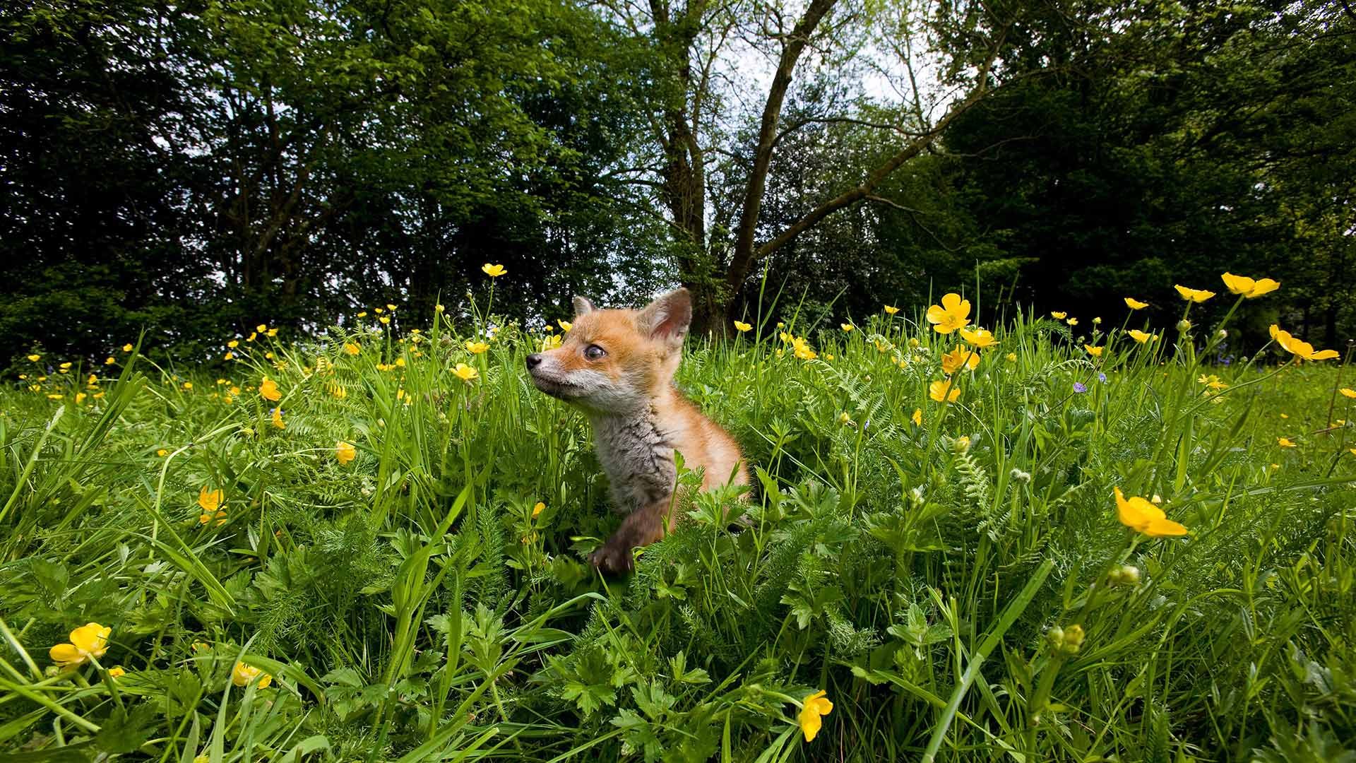 Renardeau dans une prairie fleurie en Normandie