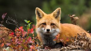 Red fox, Canada (© RT-Images/Getty Images)(Bing Canada)