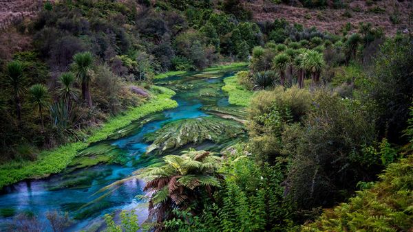 Blue Spring, Te Waihou Walkway, Nuova Zelanda