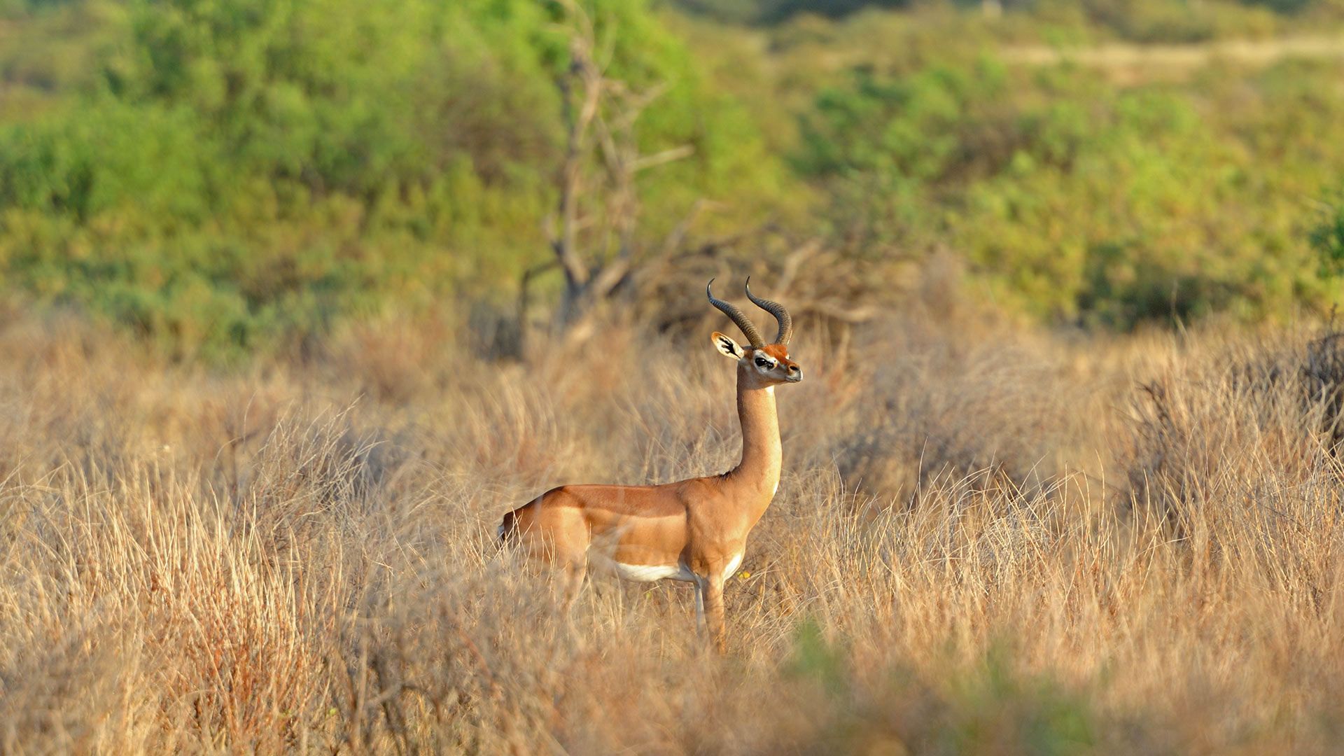 Gerenuk in Tsavo National Park, Kenya