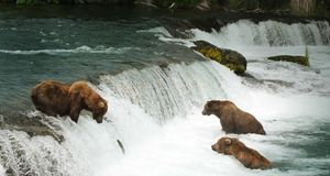 Ours bruns pêchant le saumon à Brooks Falls dans le parc national et réserve de Katmai, Alaska (© Tony Campbell/Pond 5) &copy; (Bing France)