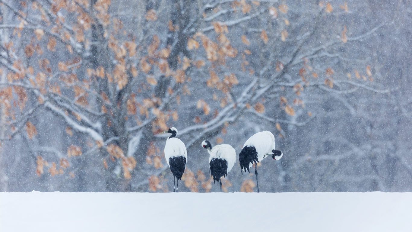 Red-crowned cranes in snowy landscape