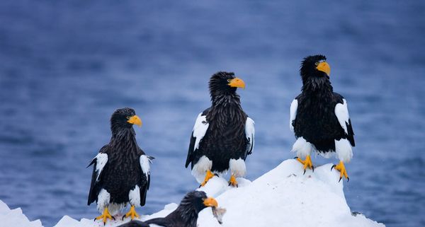 Steller´s sea eagles on drifting ice near Rausu, Japan