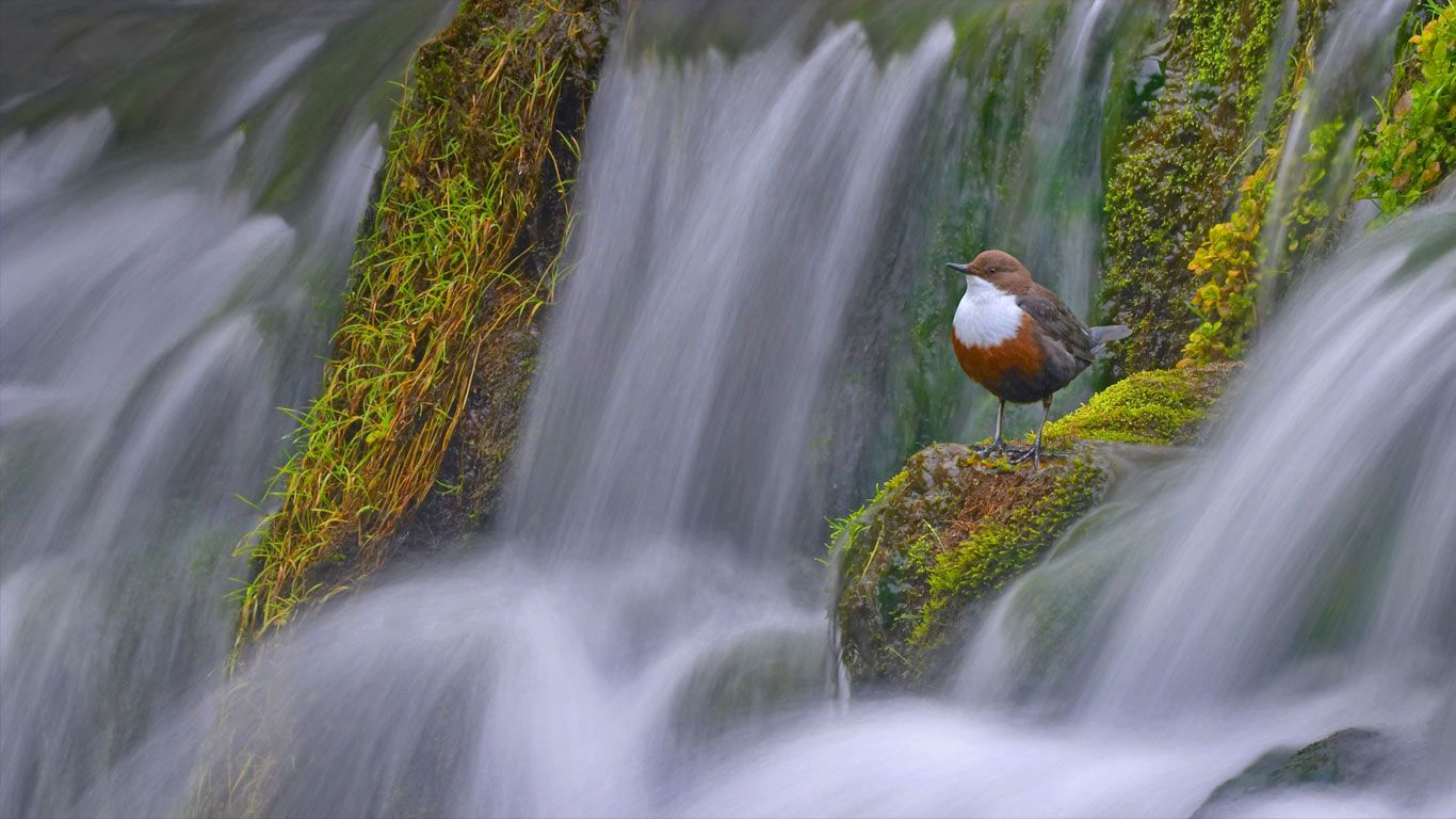 White-throated dipper at Tufa dam on the River Lathkill in Derbyshire