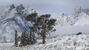 ｢長老の木｣米国ワイオミング州, グランドティトン国立公園 (© George Sanker/Minden Pictures)(Bing Japan)
