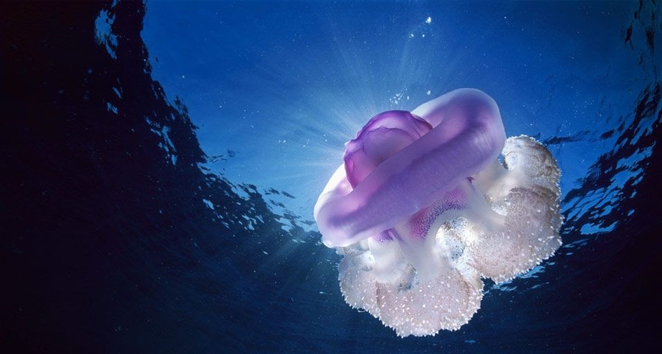 Crown jellyfish (Netrostoma setouchina) in the water near Niue, South Pacific