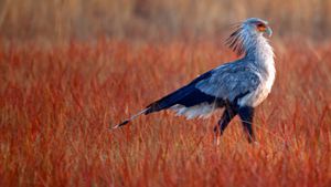 一只蛇鹫在南非利特弗雷自然保护区内寻找食物 (© Richard du Toit/Getty Images)(Bing China)