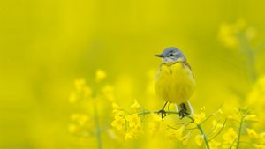 Schafstelze zwischen gelben Blumen, Hessen, Deutschland (© Michael Breuer/Minden Pictures)(Bing Deutschland)