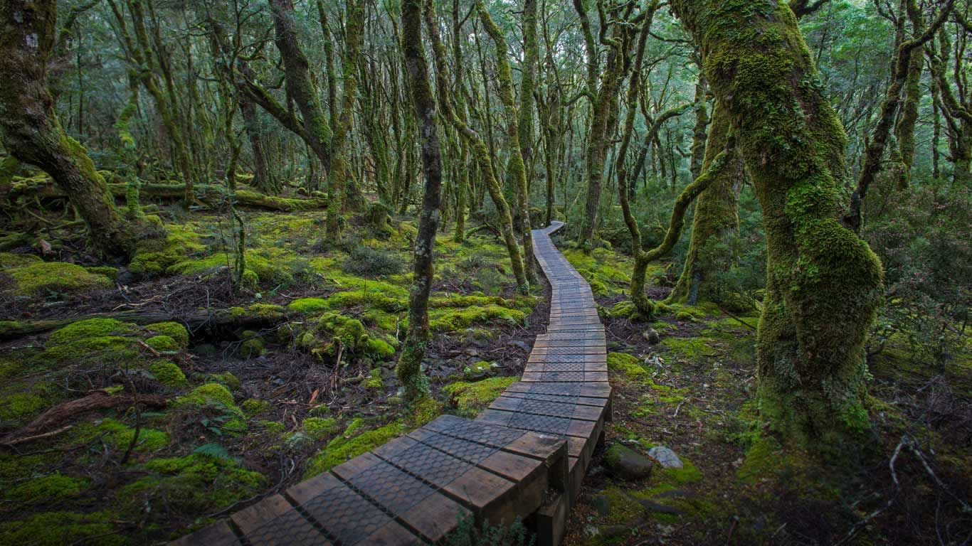 An elevated trail at Cradle Mountain-Lake Saint Clair National Park in Tasmania, Australia