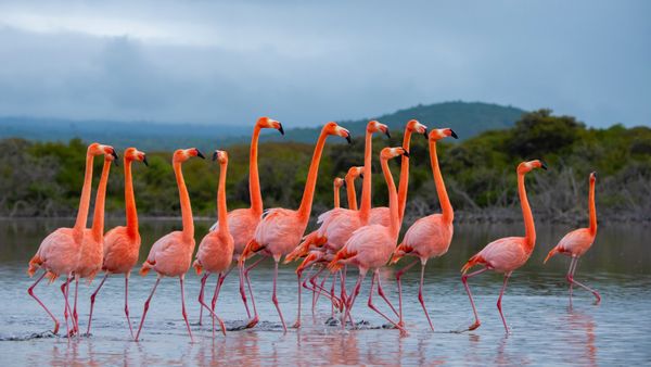 Flock of American flamingos, Isabela Island, Galápagos Islands, Ecuador