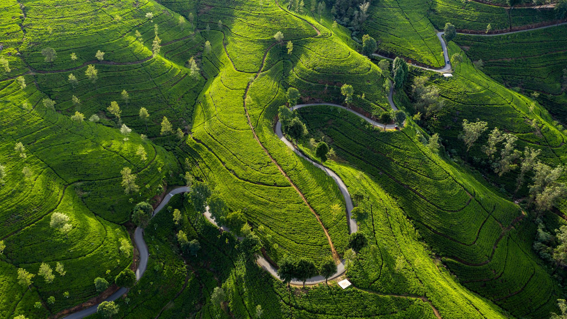 Tenuta del tè di Edimburgo, Nuwara Eliya, Sri Lanka