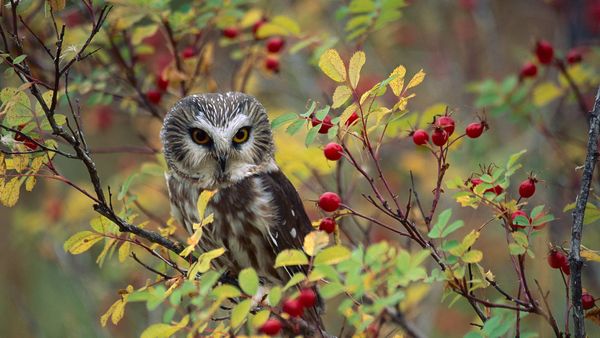 Northern Saw-whet Owl (Aegolius acadicus) perching in a wild rose bush in British Columbia