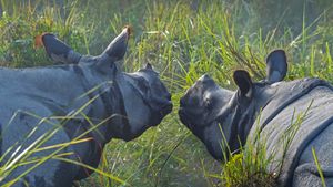 加济兰加国家公园里的两头印度犀，印度阿萨姆邦 (© Robert Harding World Imagery/Shutterstock)(Bing China)