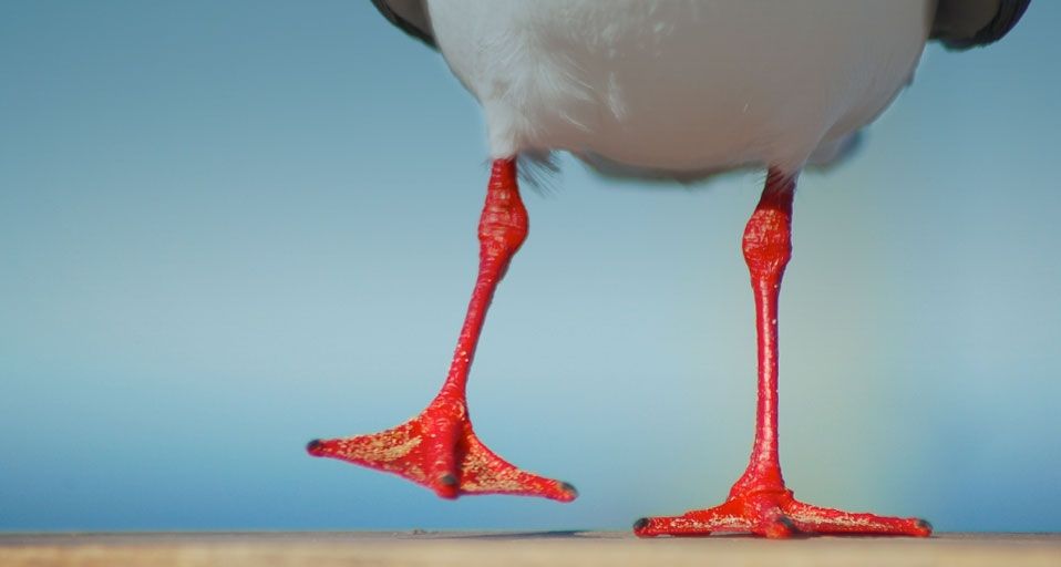 Seagull with bright red legs at the beach