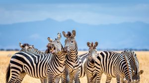 斑马，塔兰吉雷国家公园，坦桑尼亚 (© cinoby/Getty Images)(Bing China)