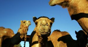 Camels gather in the pit before the start of the 2007 Camel Cup in Alice Springs, Australia -- Ezra Shaw/Getty Images &copy; (Bing Australia)
