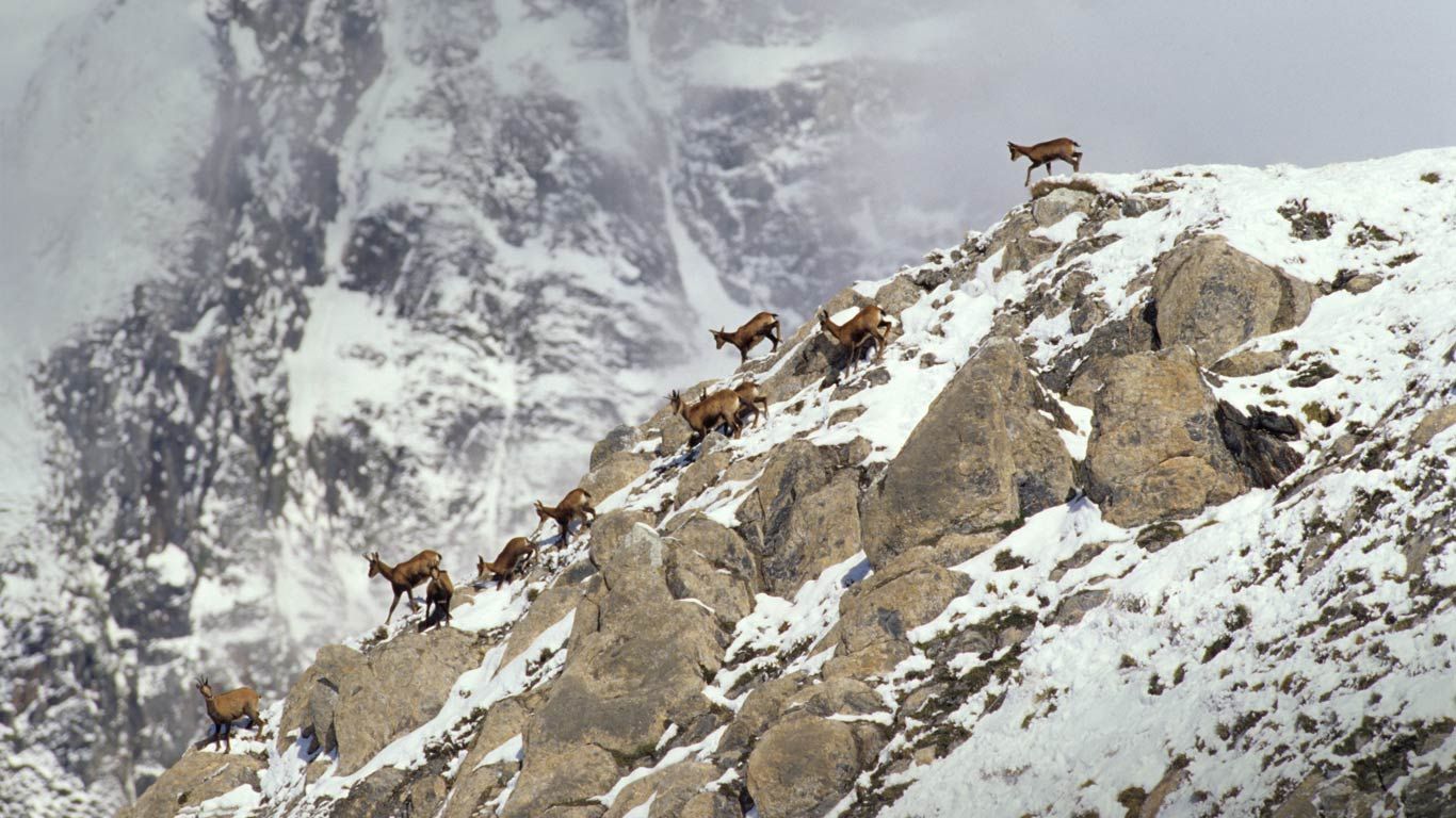 Pyrenean chamois on rock in winter, Pyrenees, France