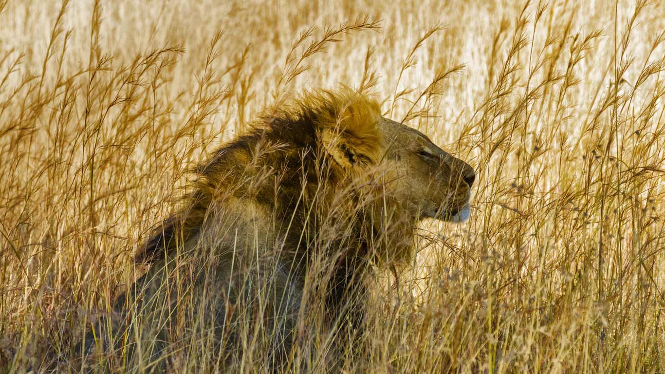 A lion in Hwange National Park, Zimbabwe