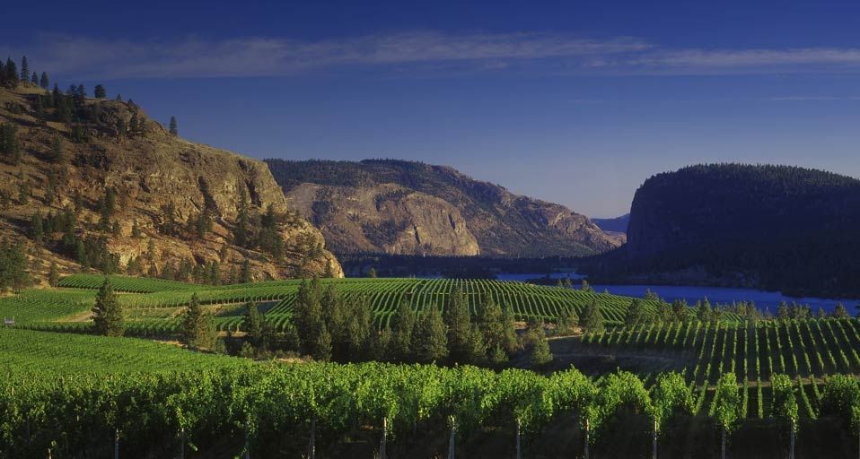 Vinyard