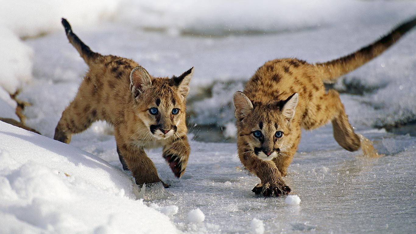 Mountain lion cubs in Utah’s Uinta National Forest
