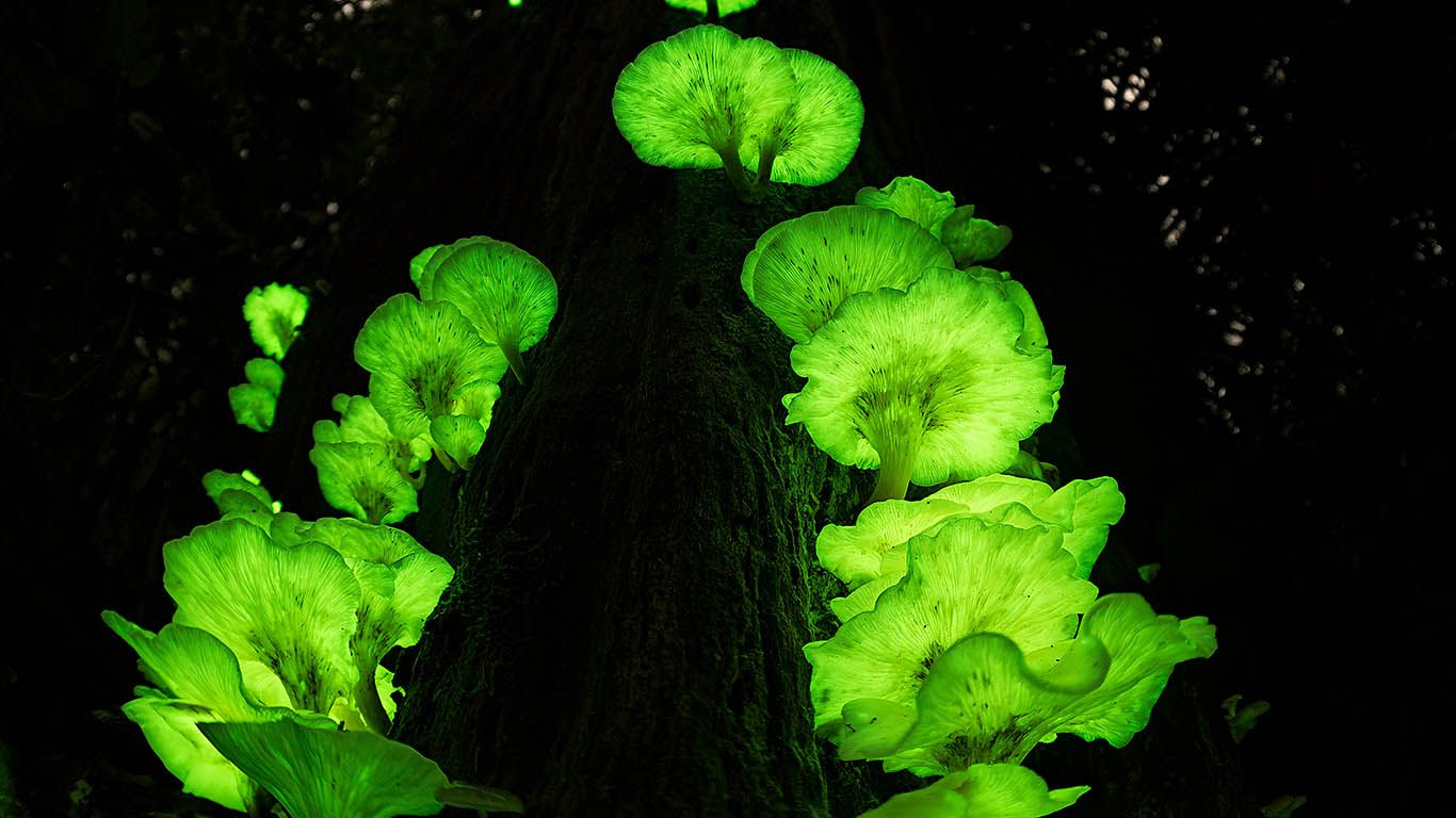 Ghost fungus on a tree in the Atherton Tablelands, Queensland, Australia