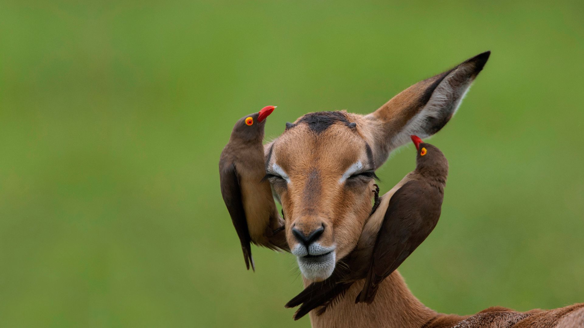 Red-billed oxpeckers on an impala, Mpumalanga, South Africa