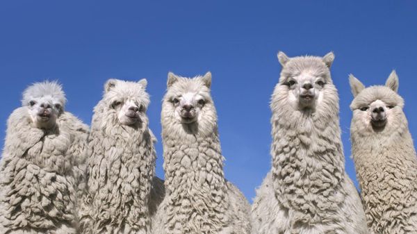 Alpacas near the base of Cotopaxi Volcano, Ecuador