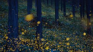 Fireflies in Nichinan, Tottori Prefecture, Japan (© north-tail/Getty Images Plus)(Bing Australia)