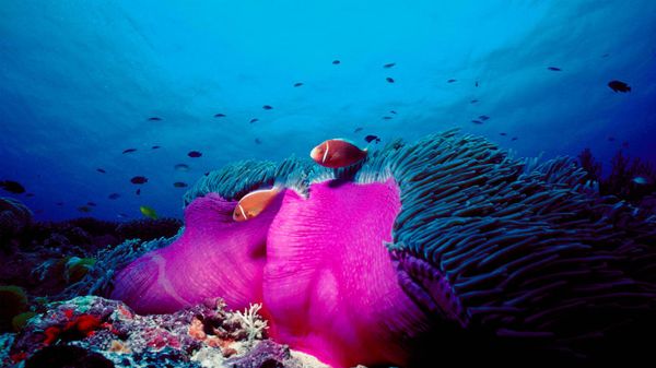 Pink skunk clownfish and magnificent sea anemone in the Great Barrier Reef, Australia