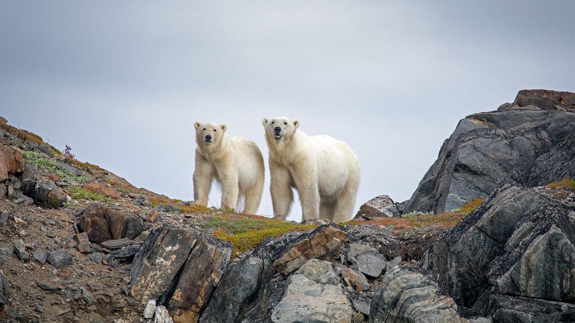Polar bears in Torngat Mountains National Park, Canada