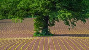 蒙茅斯郡田地上的英国橡树，英国威尔士 (© Phil Savoie/Minden Pictures)(Bing China)