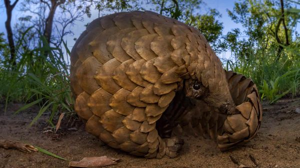 Ground pangolin at Gorongosa National Park, Mozambique