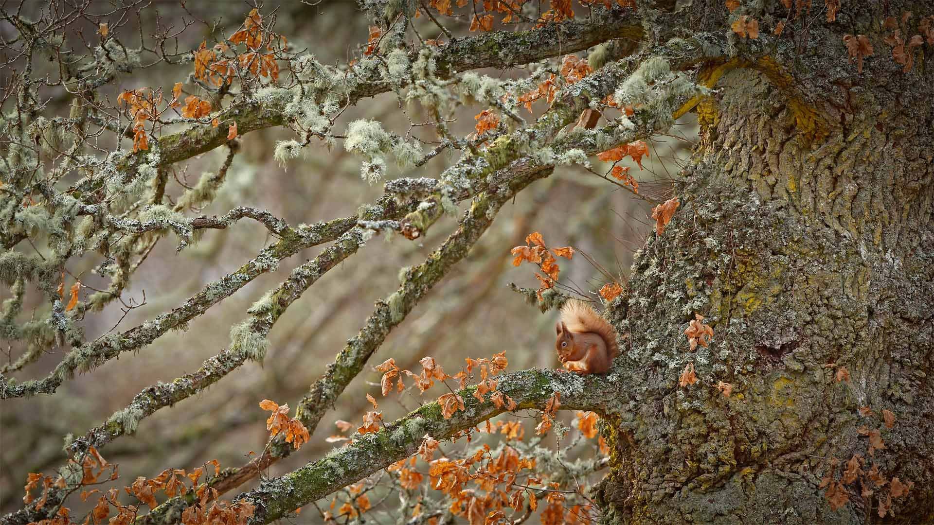 Red squirrel in the Scottish Highlands, Scotland