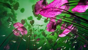 ｢アクトゥン・ハの睡蓮」メキシコ, キンタナ・ロー州 (© Christian Vizl/Tandem Stills + Motion)(Bing Japan)