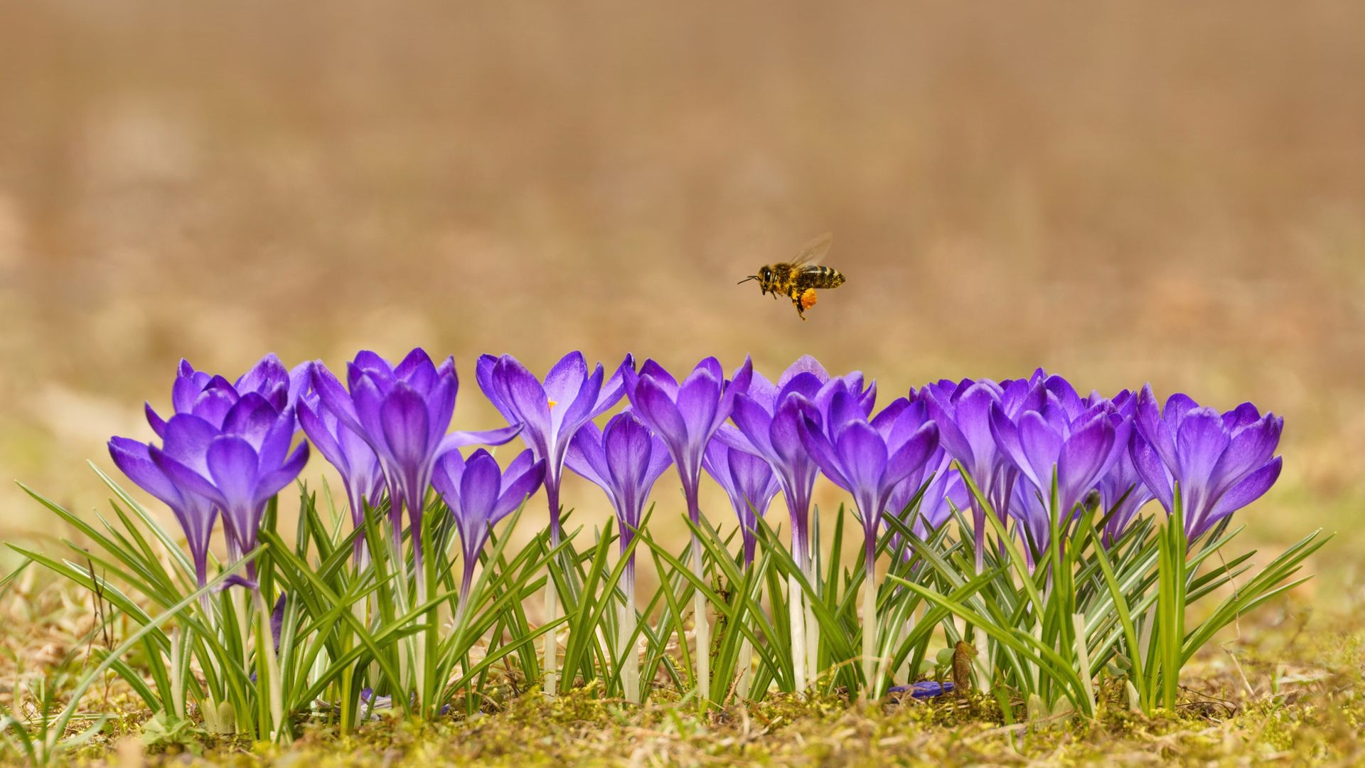 Honey bee, Tatra Mountains, Poland