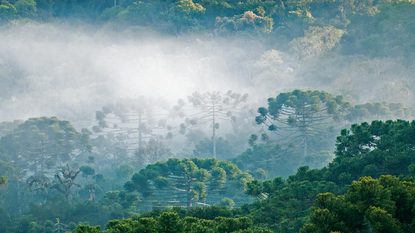 Brazilian pines in the Atlantic Forest for Brazil's Independence Day