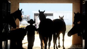 A cowboy tends to horses in a barn at the Calgary Stampede on July 10, 2011 in Calgary (© Mario Tama/Getty Images)(Bing Canada)