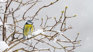 Une mésange bleue en hiver (© Marc Andreu/Getty Images)(Bing France)