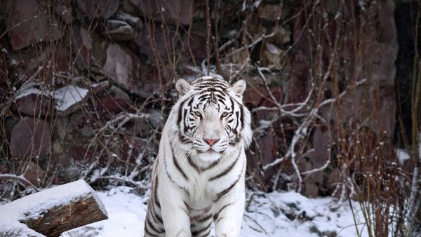 A white tiger at the Moscow Zoo, Russia