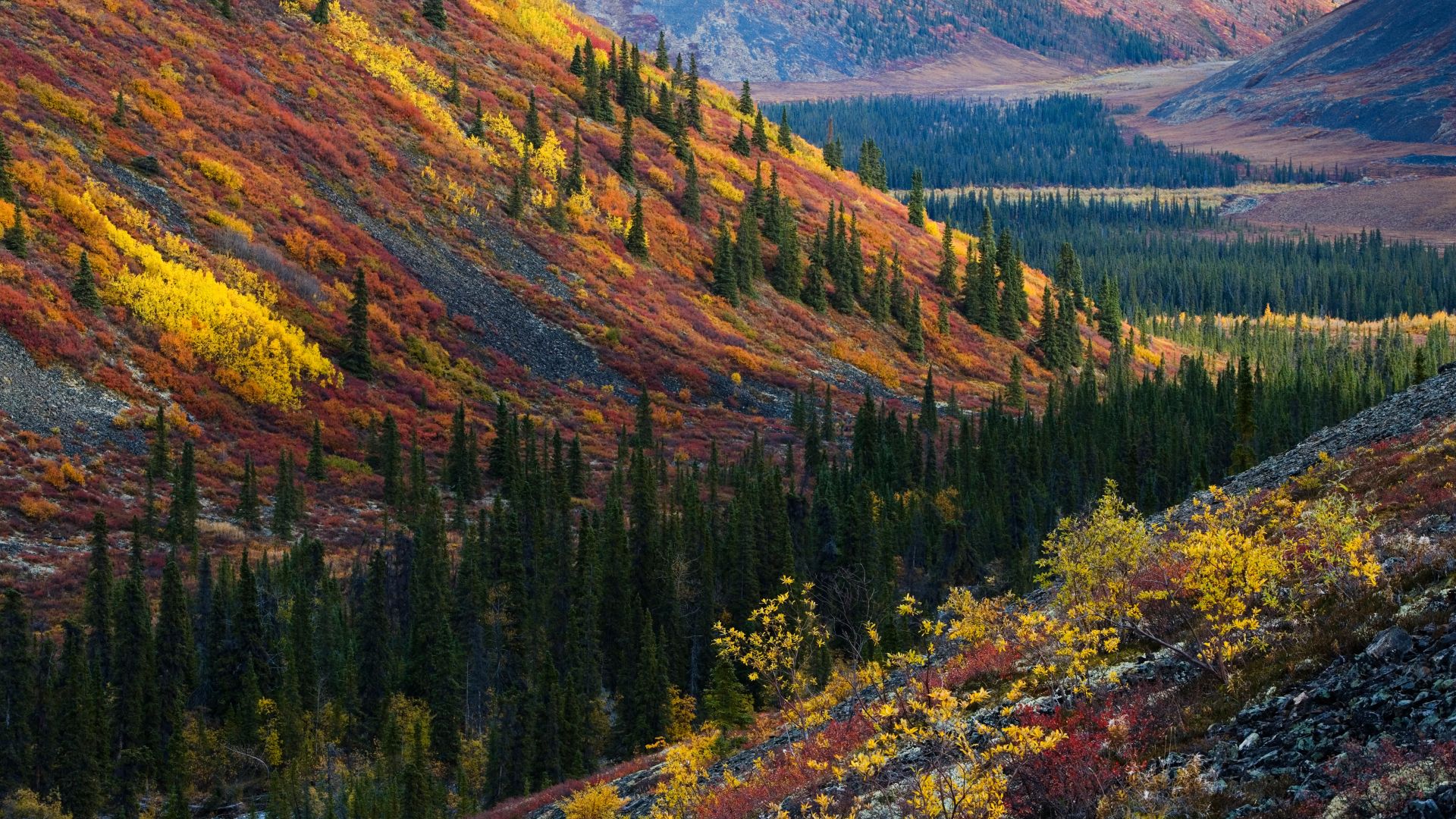Autumn in the Ogilvie Mountains, Yukon,Canada