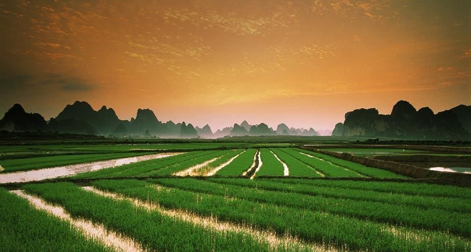 RiceFields