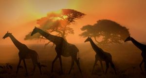 黄昏时分，纳米比亚的埃托沙国家公园内的长颈鹿 (© Framepool) &copy; (Bing China)