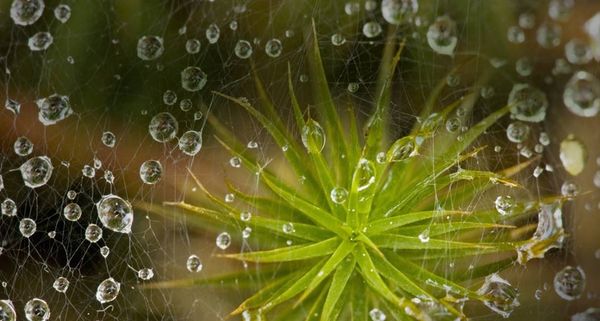 SpiderWeb