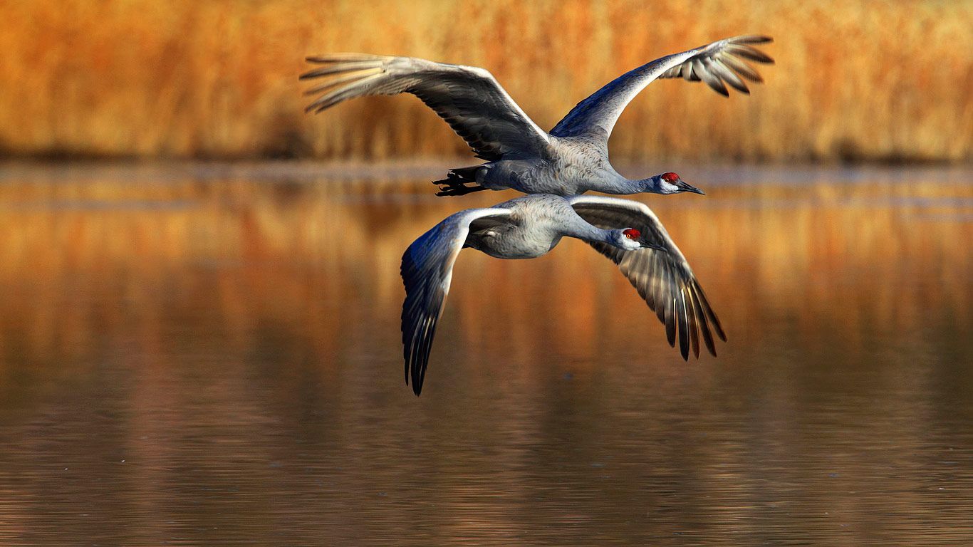 Sandhill cranes flying, Bosque del Apache National Wildlife Refuge, New Mexico, USA