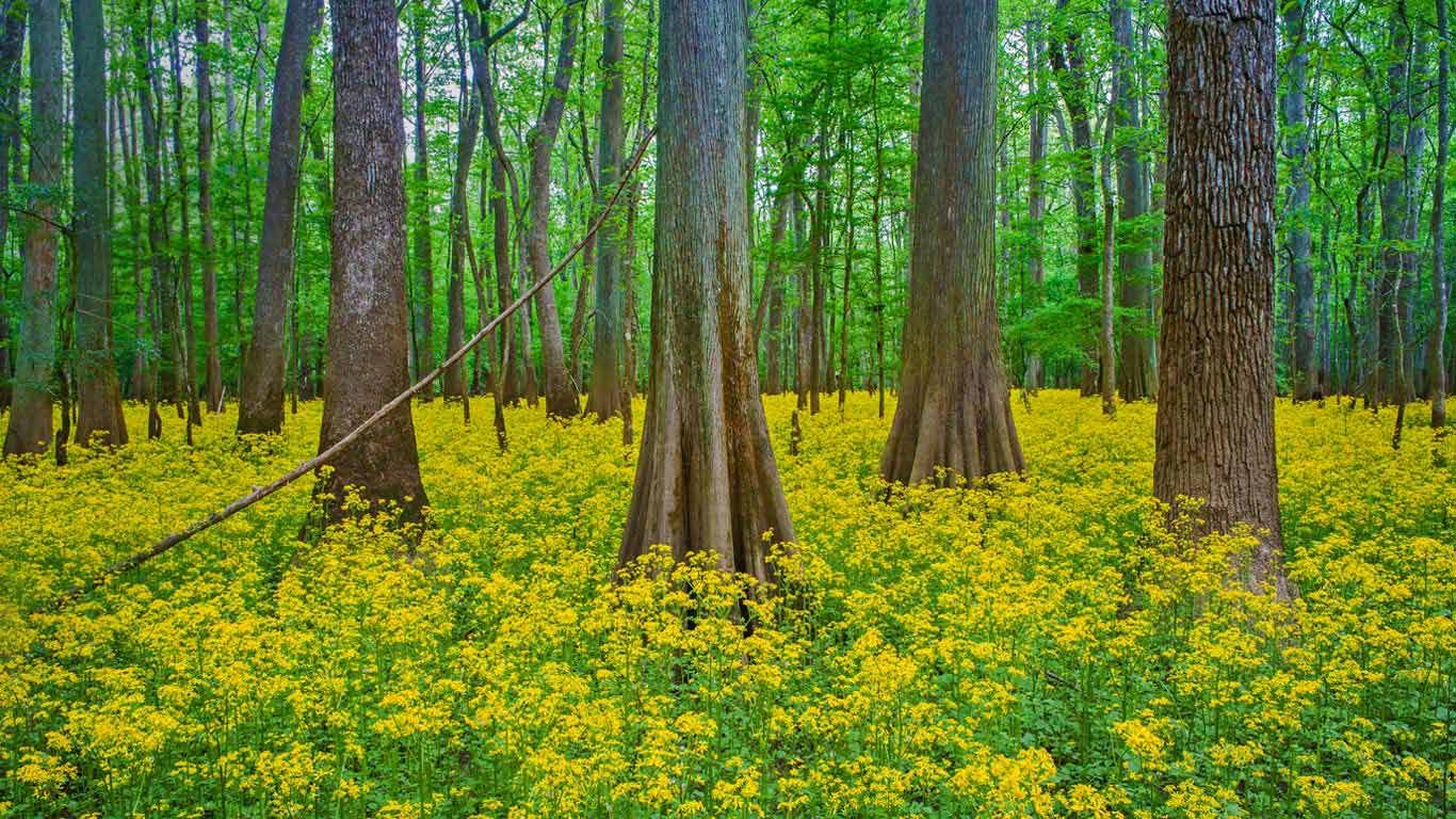 Blooming butterweed in Congaree National Park, South Carolina