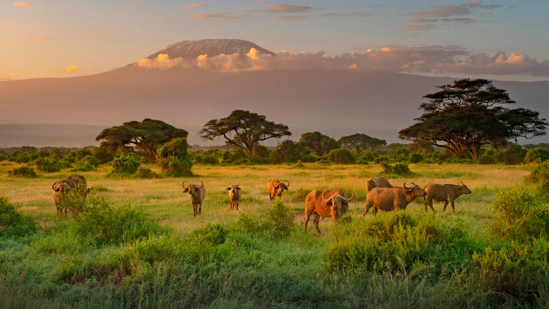 Mount Kilimanjaro with Cape buffalo in foreground, Amboseli Biosphere Reserve, Kenya