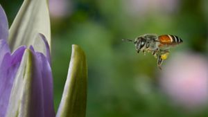 西方蜜蜂 (© Jeridu/Getty Images)(Bing China)