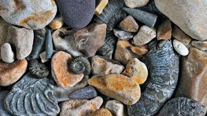 Fossiles de bélemnites et d'ammonites, côte jurassique, Dorset, Royaume-Uni (© Nature Picture Library/Alamy)(Bing France)