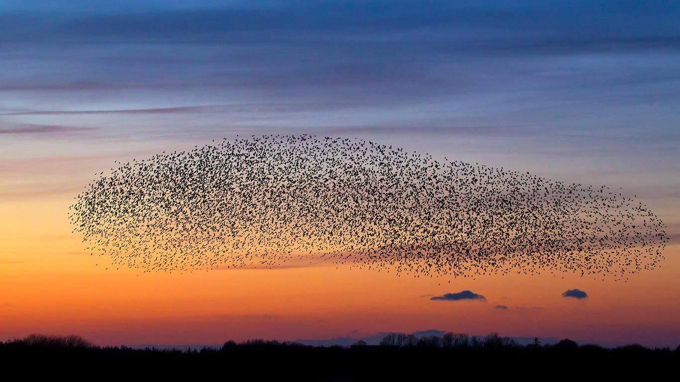 Starenschwarm in der Abenddämmerung