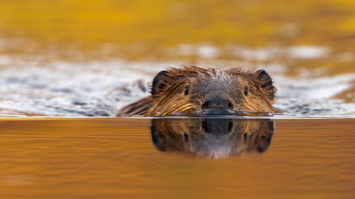 North American beaver in Denali National Park, Alaska, USA
